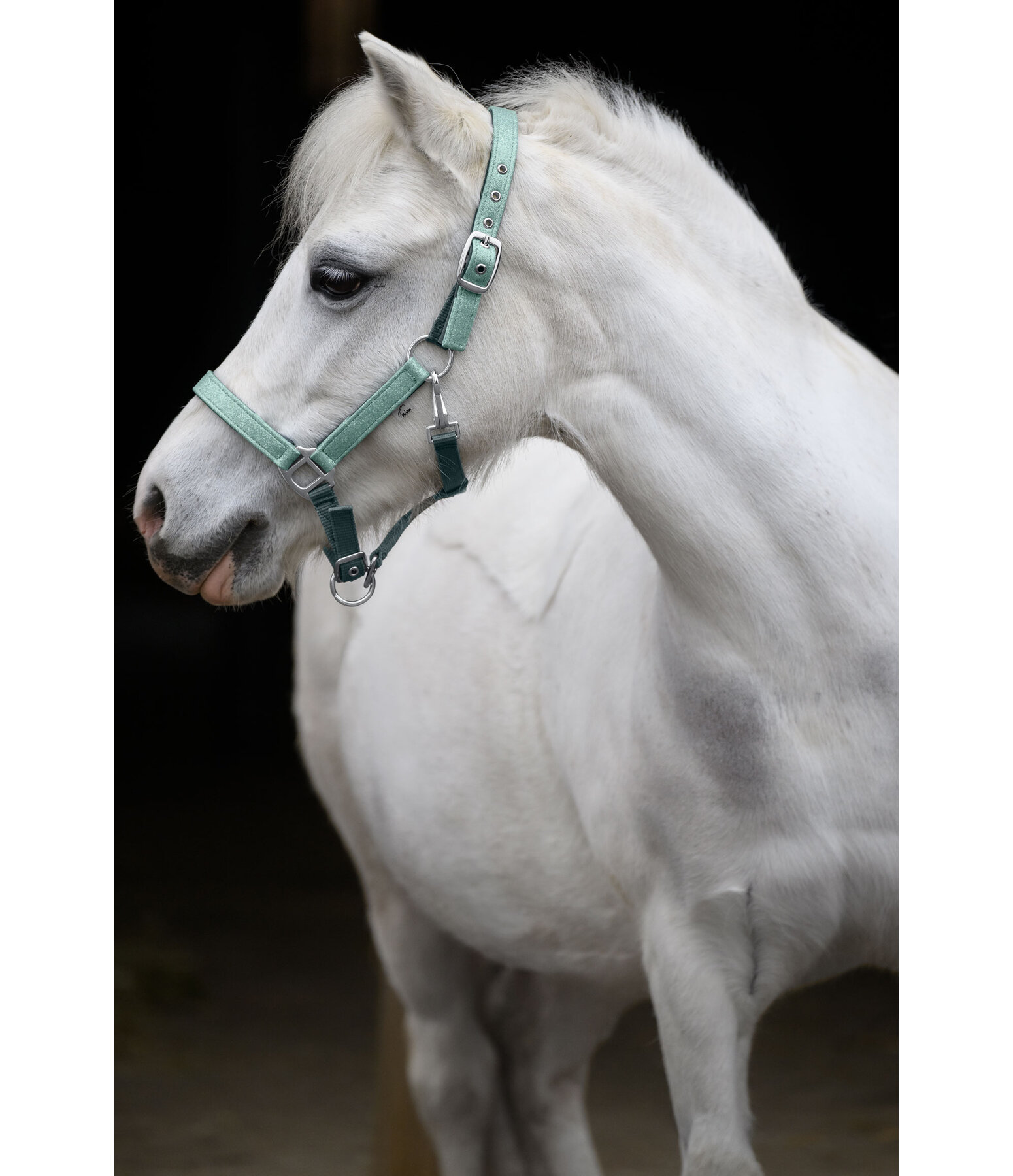 Licol pour poulains et shetlands  Twinkle