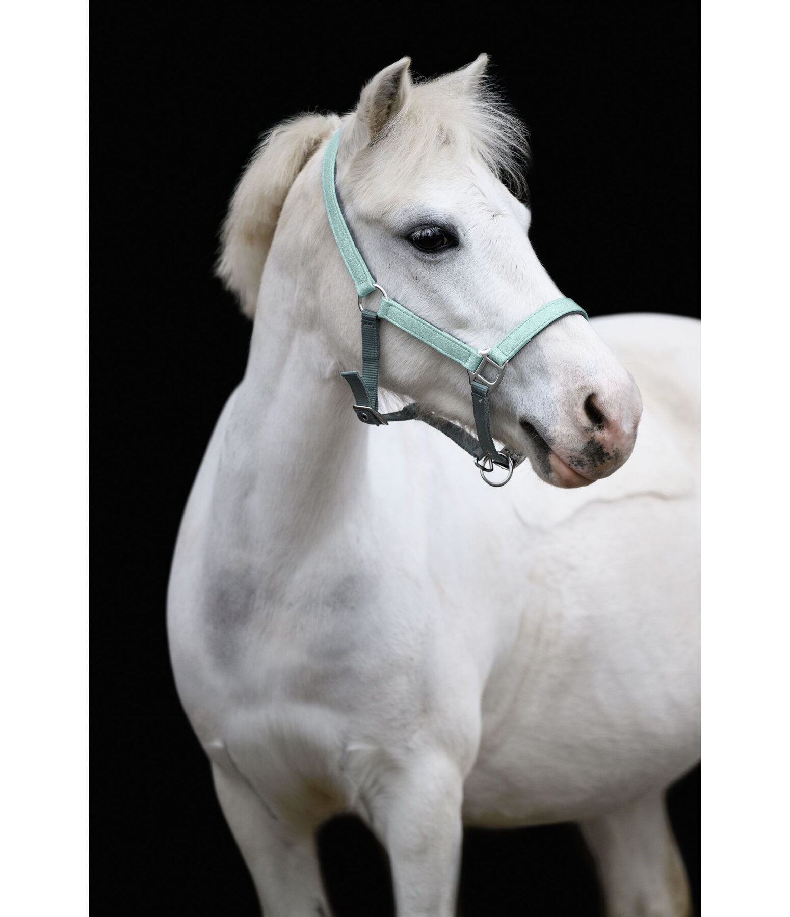 Licol pour poulains et shetlands  Twinkle