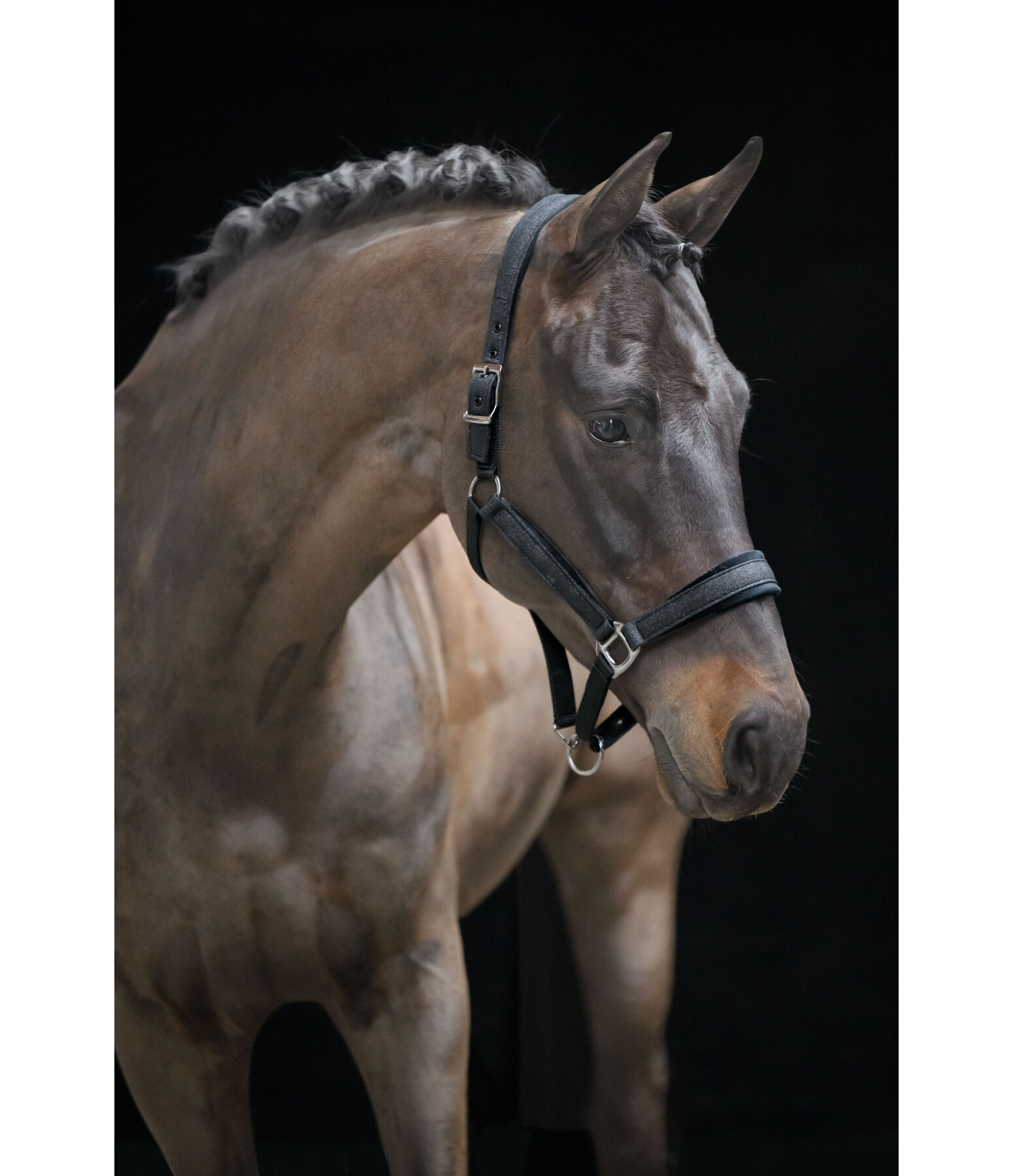 Licol  Velvet Twinkle