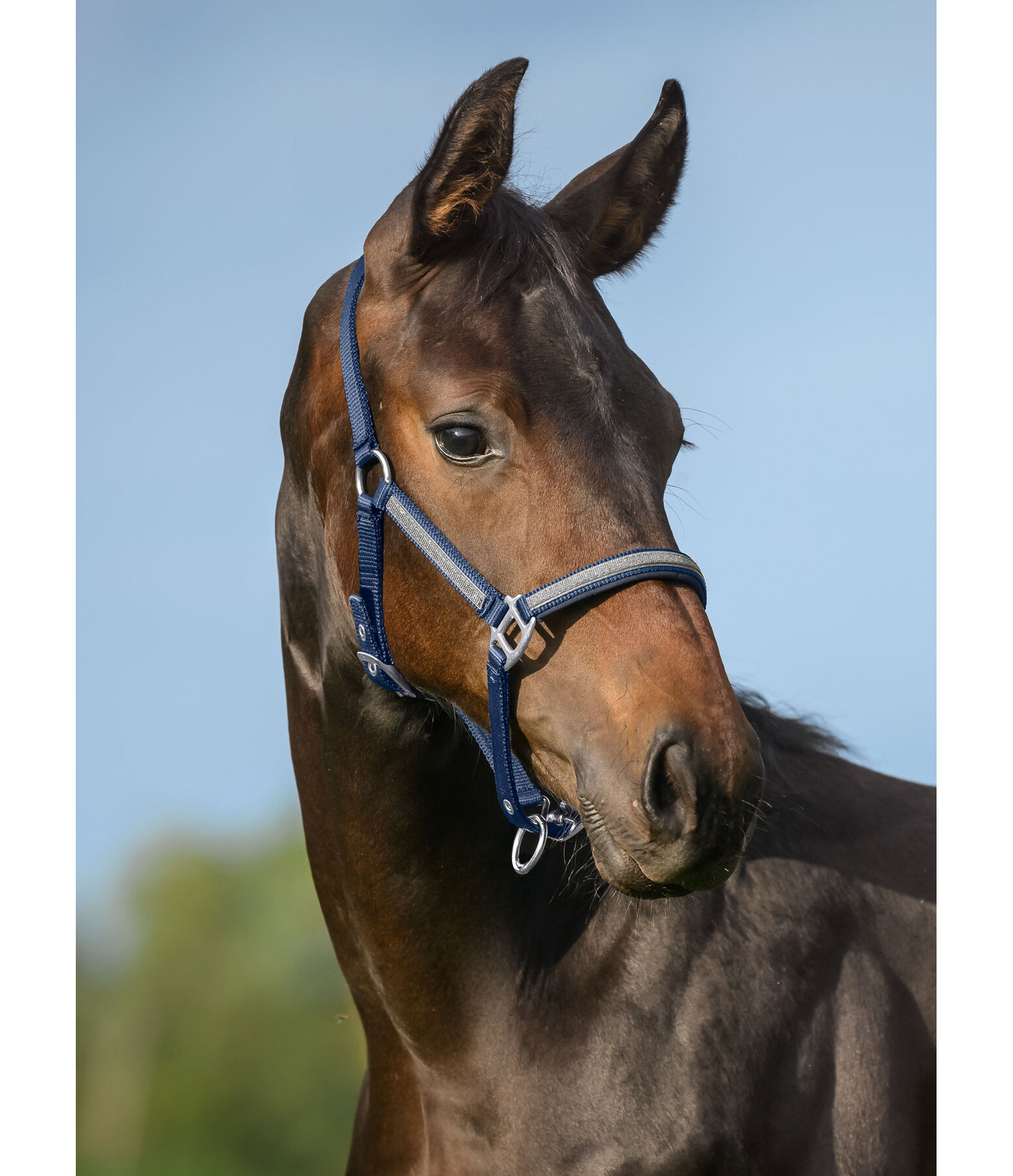 Licol poulain et shetland  Blaire