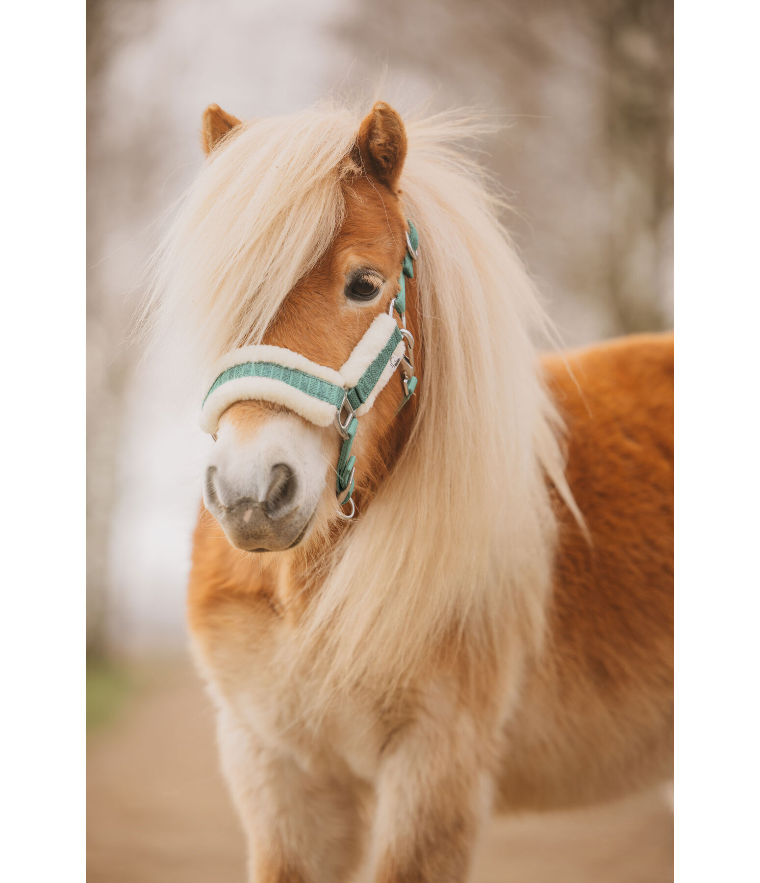 Licol pour poulains et shetlands  Shine