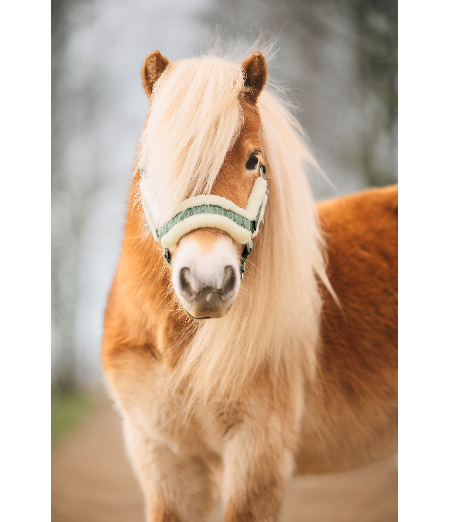 Licol pour poulains et shetlands  Shine