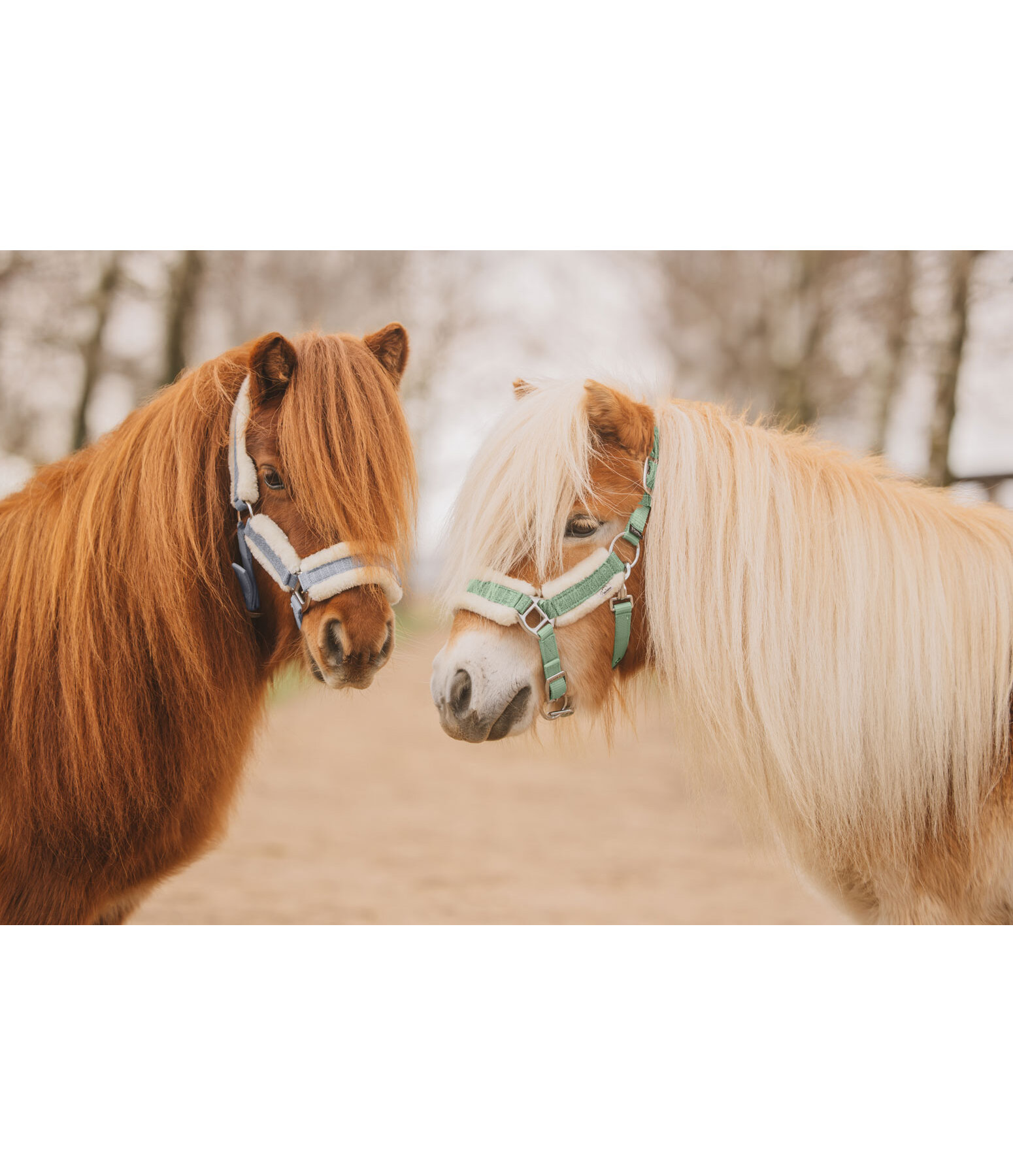 Licol pour poulains et shetlands  Shine