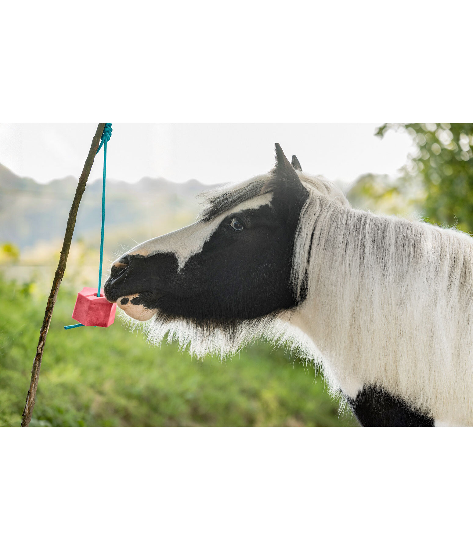 Bonbon  lcher  Pastque