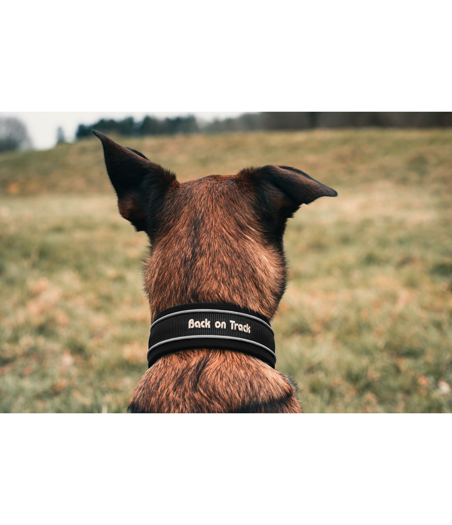 Collier anti-traction pour chien  Charlie