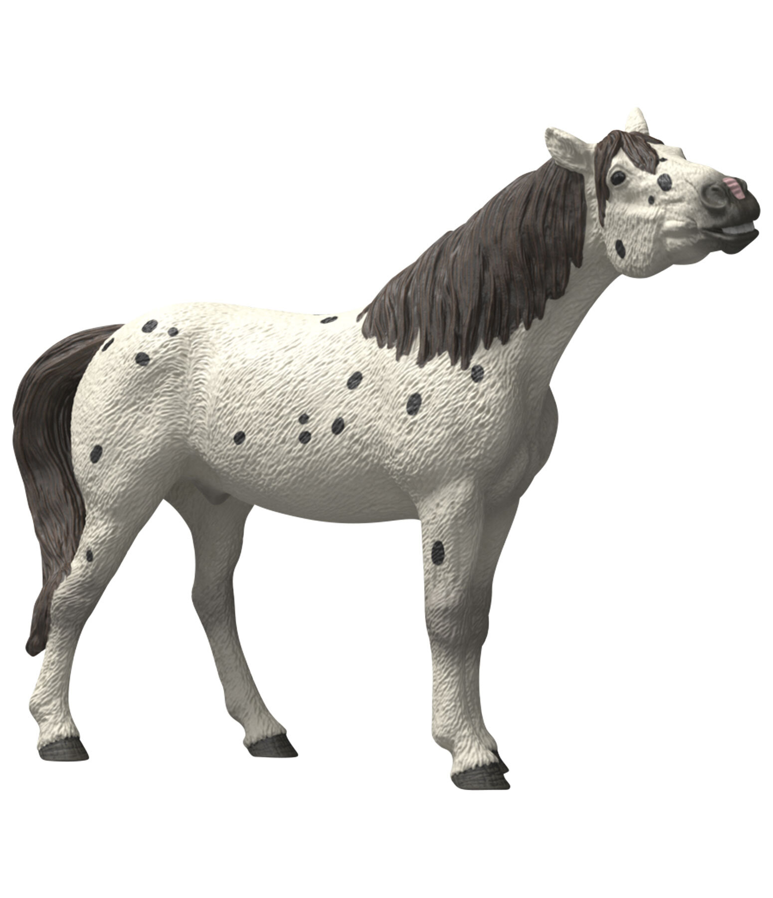 Hongre Knabstrup