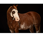 Bridon western  Rawhide