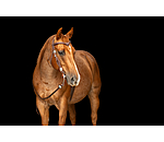 T�ti�re  Crystal Dream