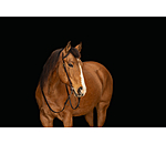 Bridon d'entranement une oreille en cuir Harness