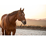 Bridon d'entranement une oreille en cuir Harness