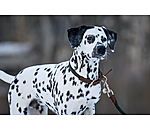 Collier pour chiens  Rope