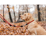 Collier pour chiens  Nature Rope