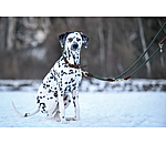 Laisse pour chiens  Rope