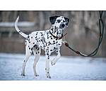 Laisse pour chiens  Rope
