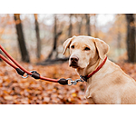 Laisse pour chiens  Nature Rope