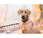 Set collier et laisse en cuir pour chiens  Polo Sports