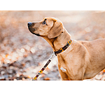 Set collier et laisse en cuir pour chiens  Polo Sports