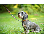 Set collier et laisse en cuir pour chiens  Polo Sports