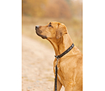 Set collier et laisse en cuir pour chiens  Polo Sports