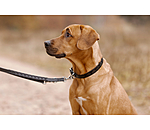 Set collier et laisse en cuir pour chiens  Polo Sports