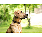 Collier en cuir  Livorno