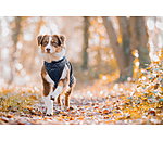 Manteau avec doublure en polaire Teddy pour chiens  Archie, 160 g