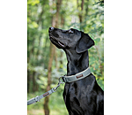 Collier pour chiens  Becks