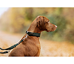Collier pour chiens  Becks