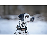 Collier pour chiens  Becks