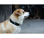 Collier pour chiens  Becks