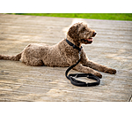 Collier pour chiens  Becks