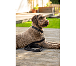 Laisse pour chiens  Jade