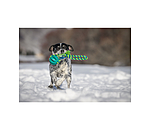 Jouet pour soins dentaires pour chiens  Cleo