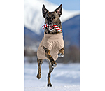 Jouet sucre d'orge en corde pour chiens