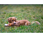 Peluche lion pour chiens  Lio