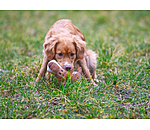 Peluche lion pour chiens  Lio