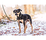 Laisse retriever  Nature Rope