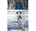 Harnais pour chiens  Piper
