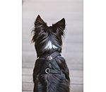 Harnais pour chiens  Piper