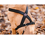 Harnais pour chiens  Piper