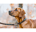 Collier pour chien en cuir  Nashville