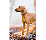 Collier pour chien en cuir  Nashville