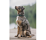 Collier pour chien en cuir  Nashville
