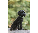 Collier pour chien en cuir  Nashville