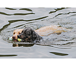 Jouet d'eau pour chien  Marble Bone