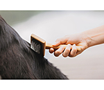 Carde pour chien  Woody