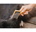 Carde pour chien  Woody