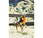 Jouet  tirer pour chien  Agi