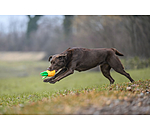 Jouet pour chien  Pineapple