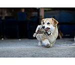 Jouet pour chien �cureuil